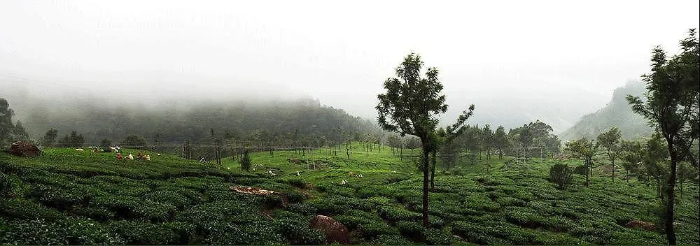 Wild Elephant Eco Friendly Resort Munnar