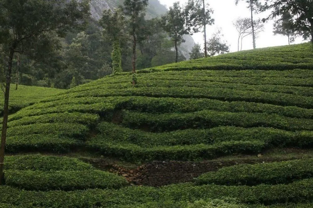 Wild Elephant Eco Friendly Resort Munnar India