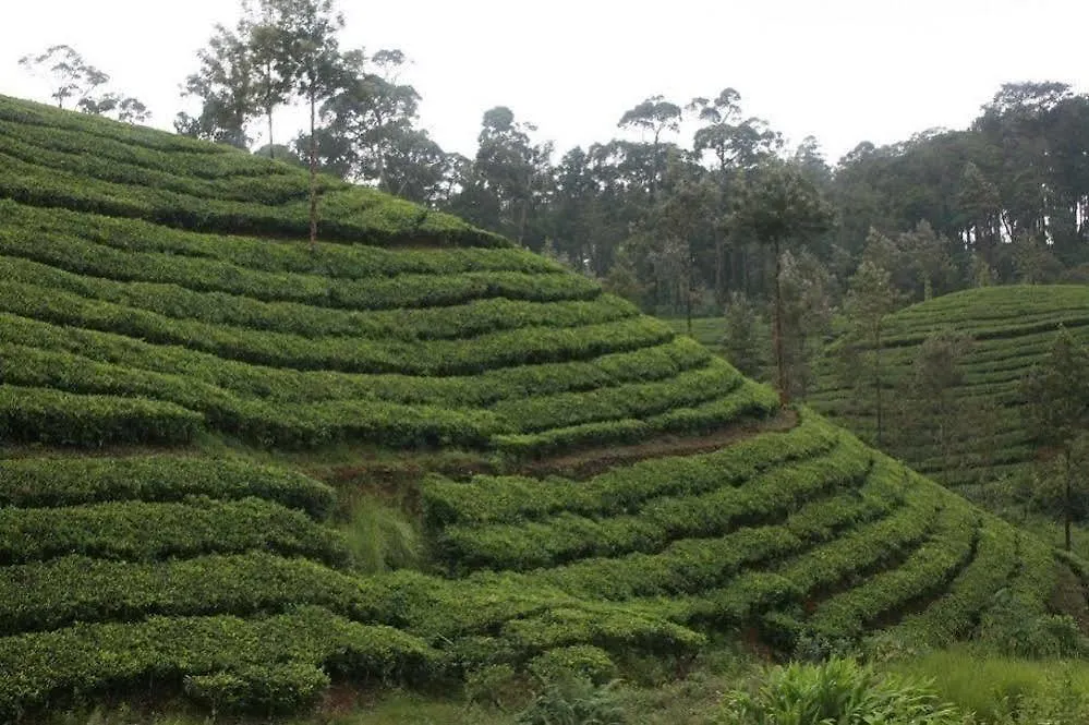 Wild Elephant Eco Friendly Resort Munnar 3*,  India