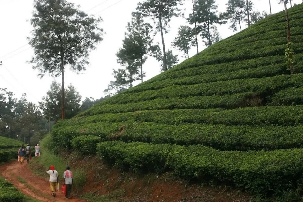 *** Hotel Wild Elephant Eco Friendly Resort Munnar India