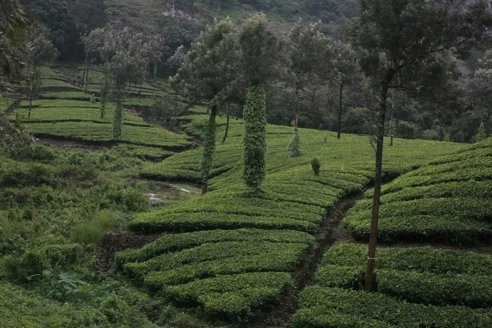 Wild Elephant Eco Friendly Resort Munnar Hotel